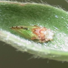 Nyctiphalerus propinquus