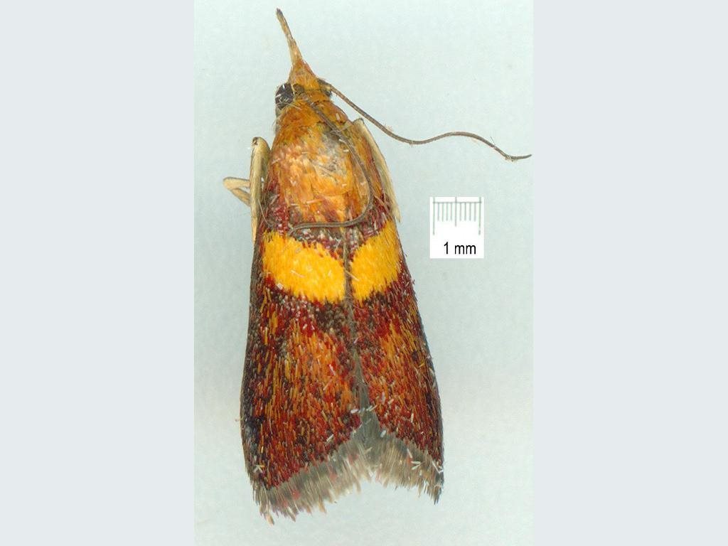 Etiella walsinghamella