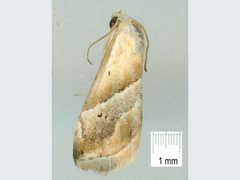 Eublemma roseana