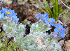 Eritrichium argenteum