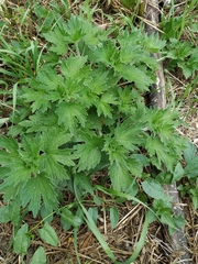 Leonurus quinquelobatus