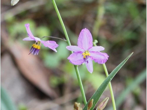 Northern Chocolate Lily (Arthropodium boreale)
