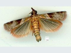 Calguia defiguralis