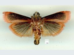 Calguia defiguralis