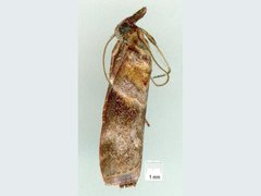 Calguia defiguralis