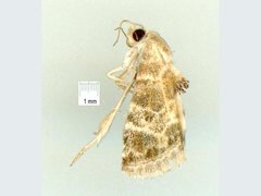 Eublemma glaucochroa