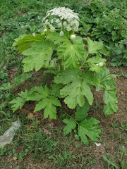 Heracleum sosnowskyi