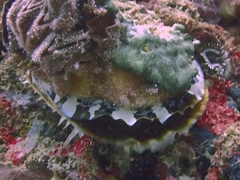Spondylus varius