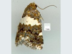 Epopsima fasciolata