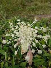 Angelica ursina