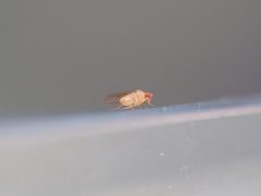 Drosophila testacea