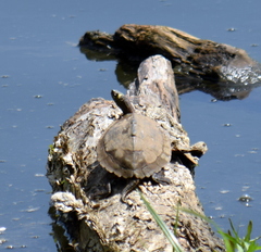 Graptemys ouachitensis