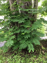 Pterocarya rhoifolia