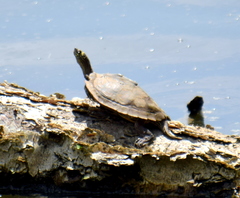 Graptemys ouachitensis