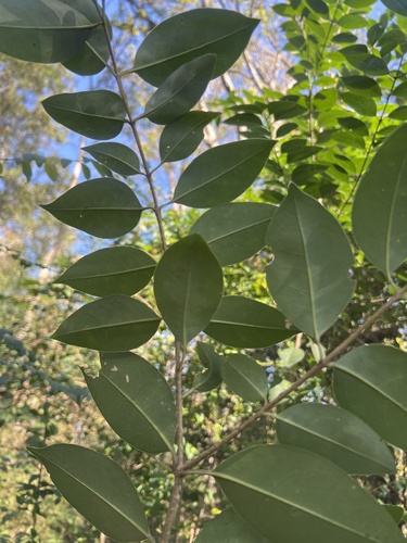 tree privet
