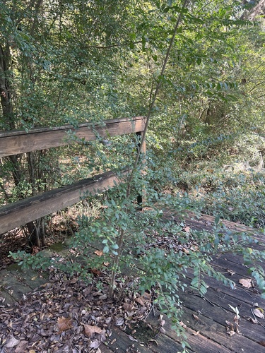Chinese privet