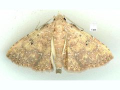 Cerynea trogobasis
