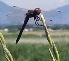 Sympetrum corruptum