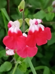 Salvia microphylla