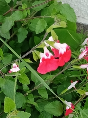 Salvia microphylla