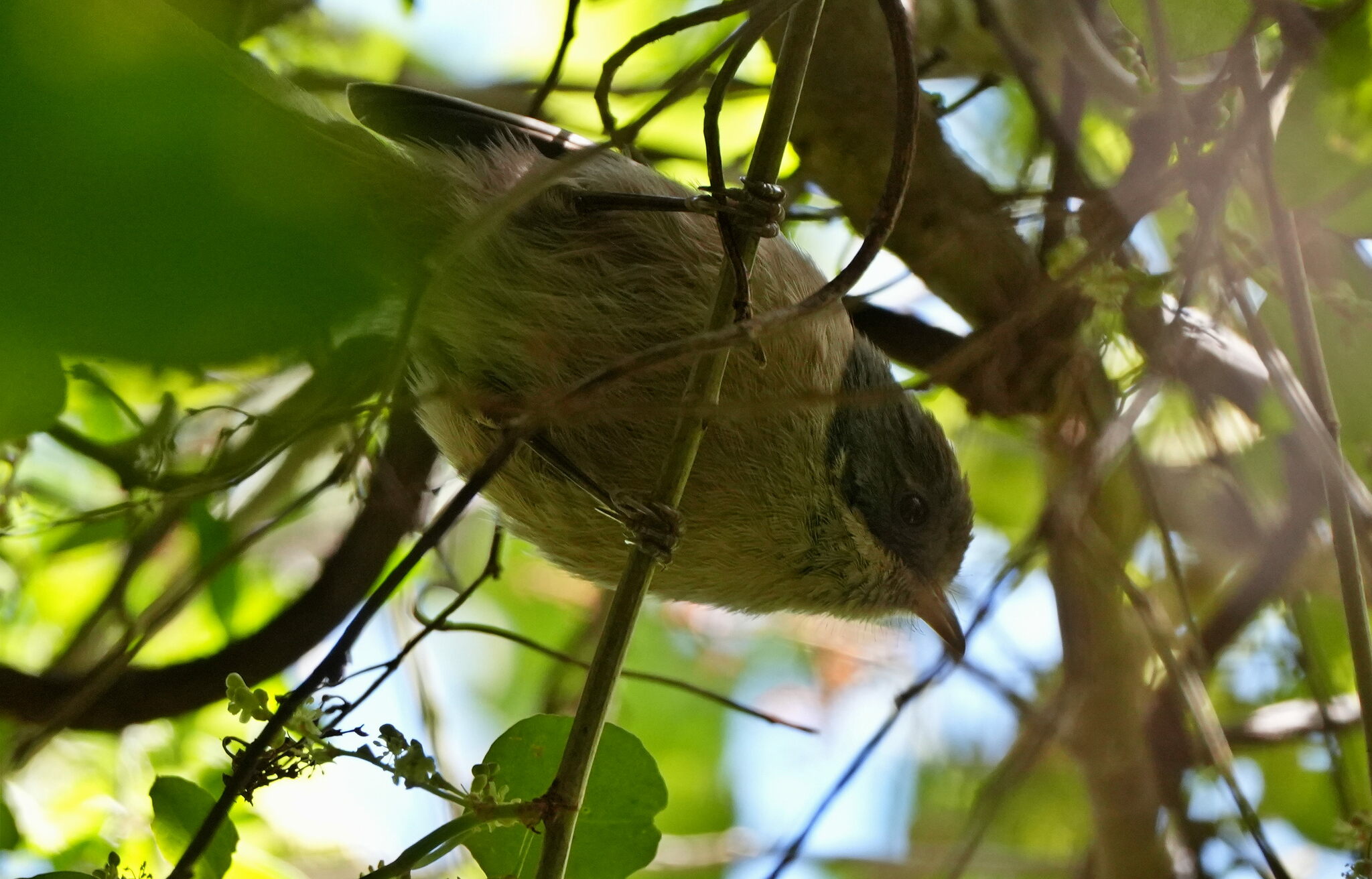 Pipipi (Mohoua novaeseelandiae)