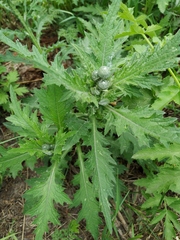 Carduus crispus