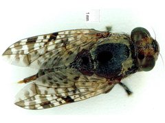 Euprosopia