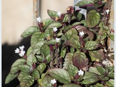 Hemigraphis alternata