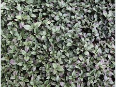 Hemigraphis alternata