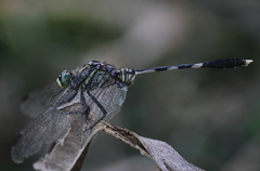 Orthetrum sabina