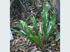 Asplenium australasicum