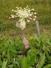 Angelica ursina