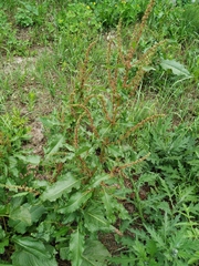 Rumex obtusifolius