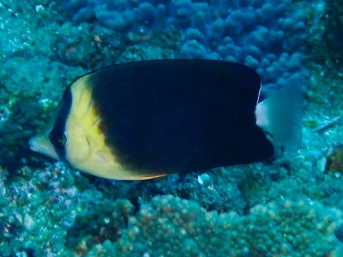 Brown butterflyfish (Chaetodon blackburnii) — Chaetodontidae