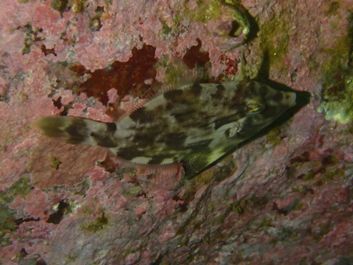 Grooved filefish (Paramonacanthus sulcatus) — Monacanthidae — 5