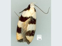 Zonopetala divisella
