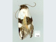 Zonopetala decisana
