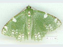 Eucyclodes fascinans