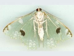 Eucyclodes fascinans