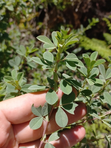 Elandsberg Indigo (Indigofera elandsbergensis)