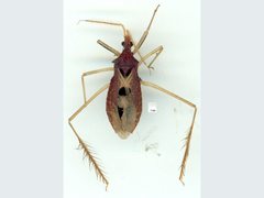 Dactylopodocoris agilis