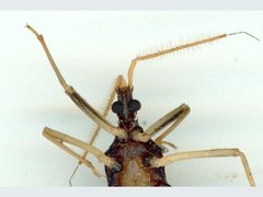 Dactylopodocoris agilis