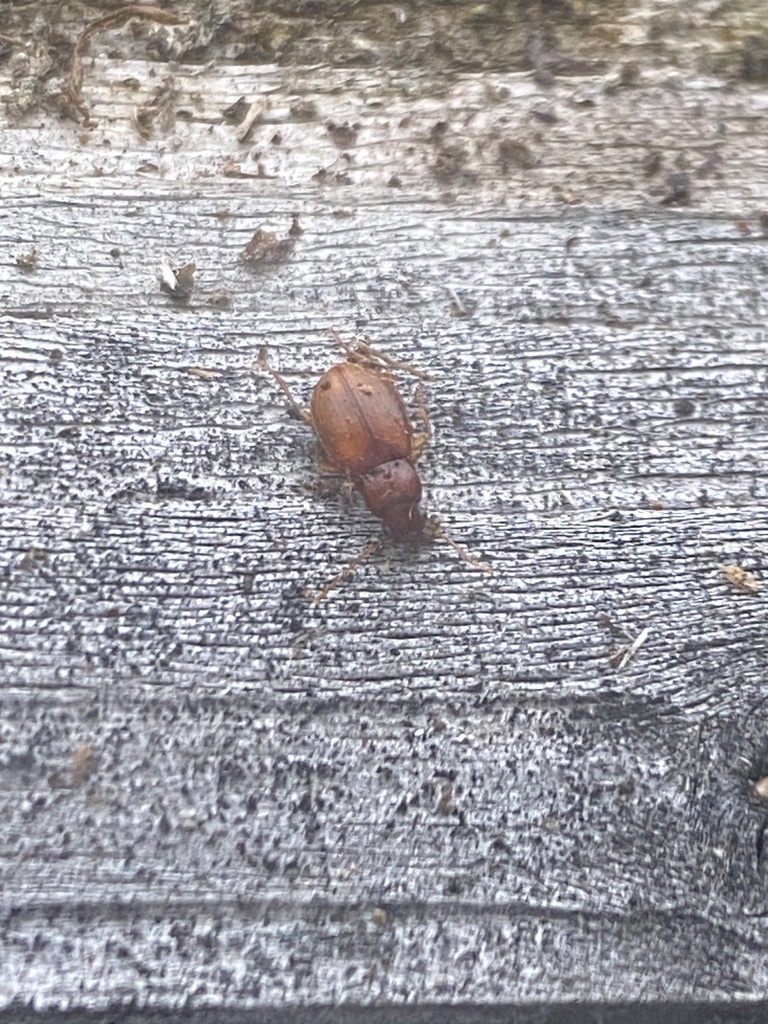 Merizodus soledadinus