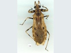 Dulitocoris usingeri