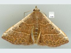 Corgatha figuralis