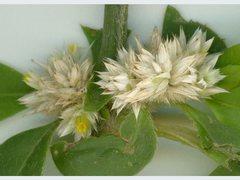 Alternanthera bettzickiana