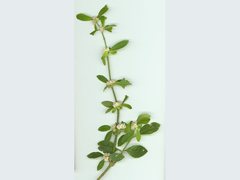 Alternanthera bettzickiana