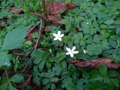 Ellisiophyllum pinnatum