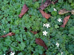 Ellisiophyllum pinnatum