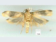 Zonopetala decisana
